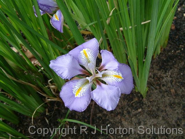 Iris unguicularis